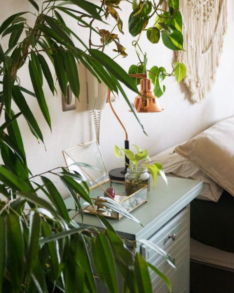 LABORES PRIMAVERALES PARA TUS PLANTAS DE INTERIOR