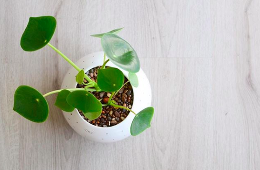 COMO CUIDAR TUS PLANTAS EN LOS DÍAS DE FRÍO